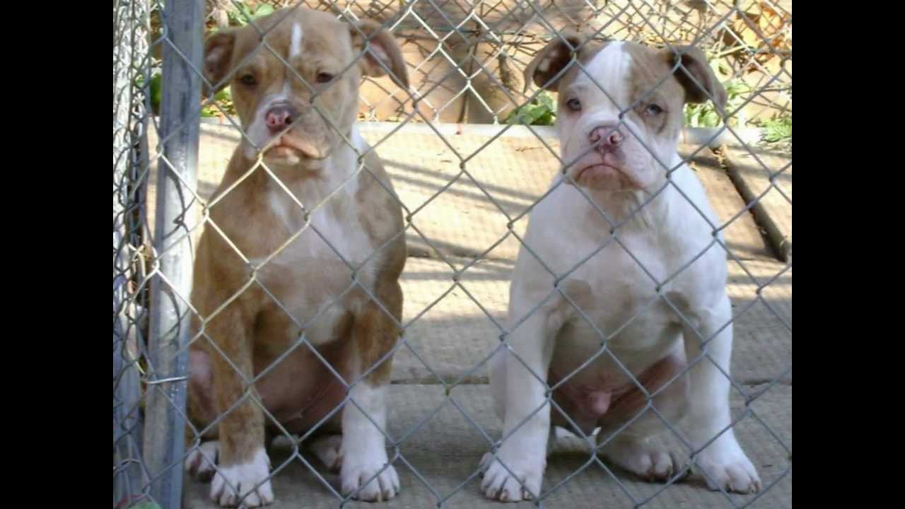 Rolling Thunder Kennels. YouTube