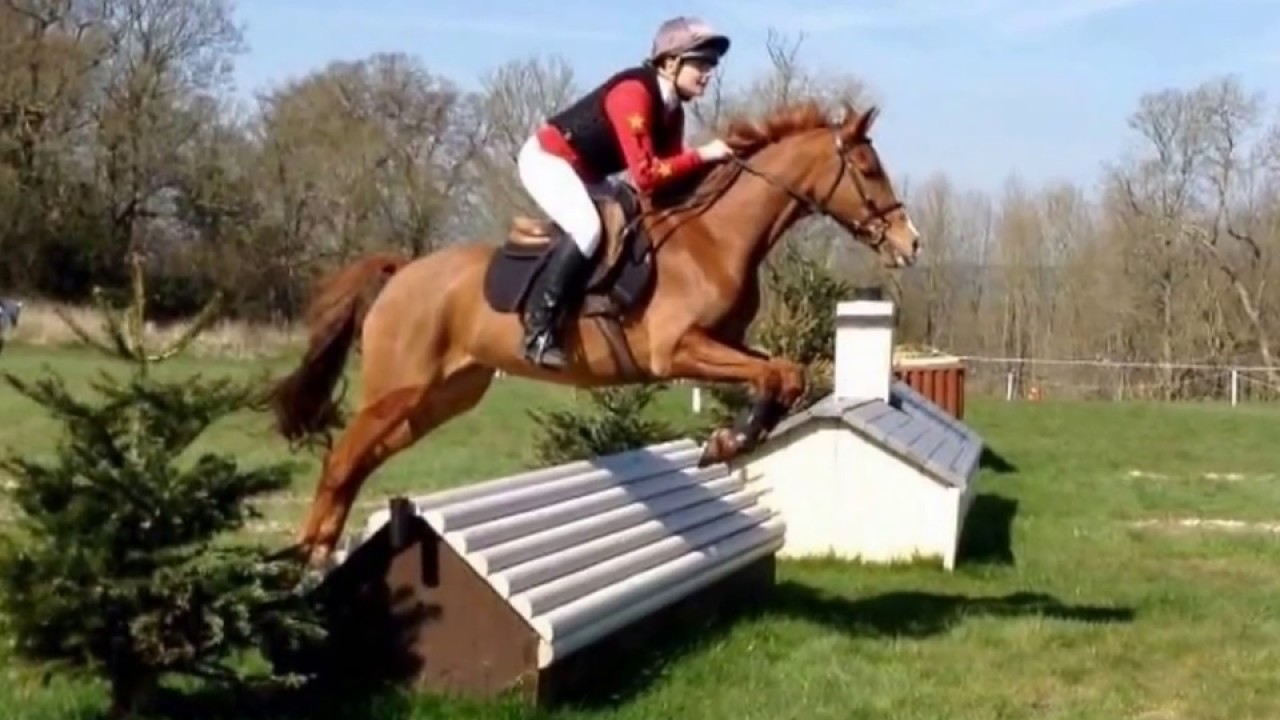 14.2hh smart pony