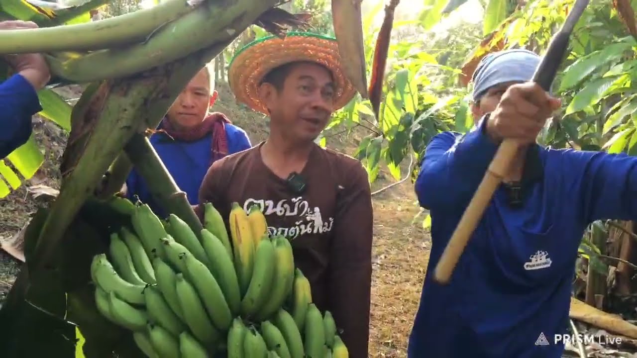 Youtube Live (12 ม.ค.2567)