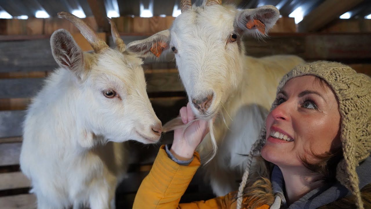 Путь к доению. 2 года работы по получению козьего молока. Все, что Вам нужно знать. Рождение коз.