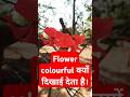 Flower colourful क्यों दिखाई देता है।#flowers #shortvideo #viral #viralshorts