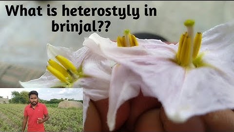 Brinjal🍆#Heterostyly# Horticulture#ICAR-JRF/SRF#Mad horti