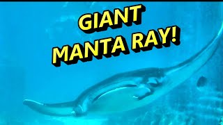 GIANT MANTA RAY! The Dig at Atlantis