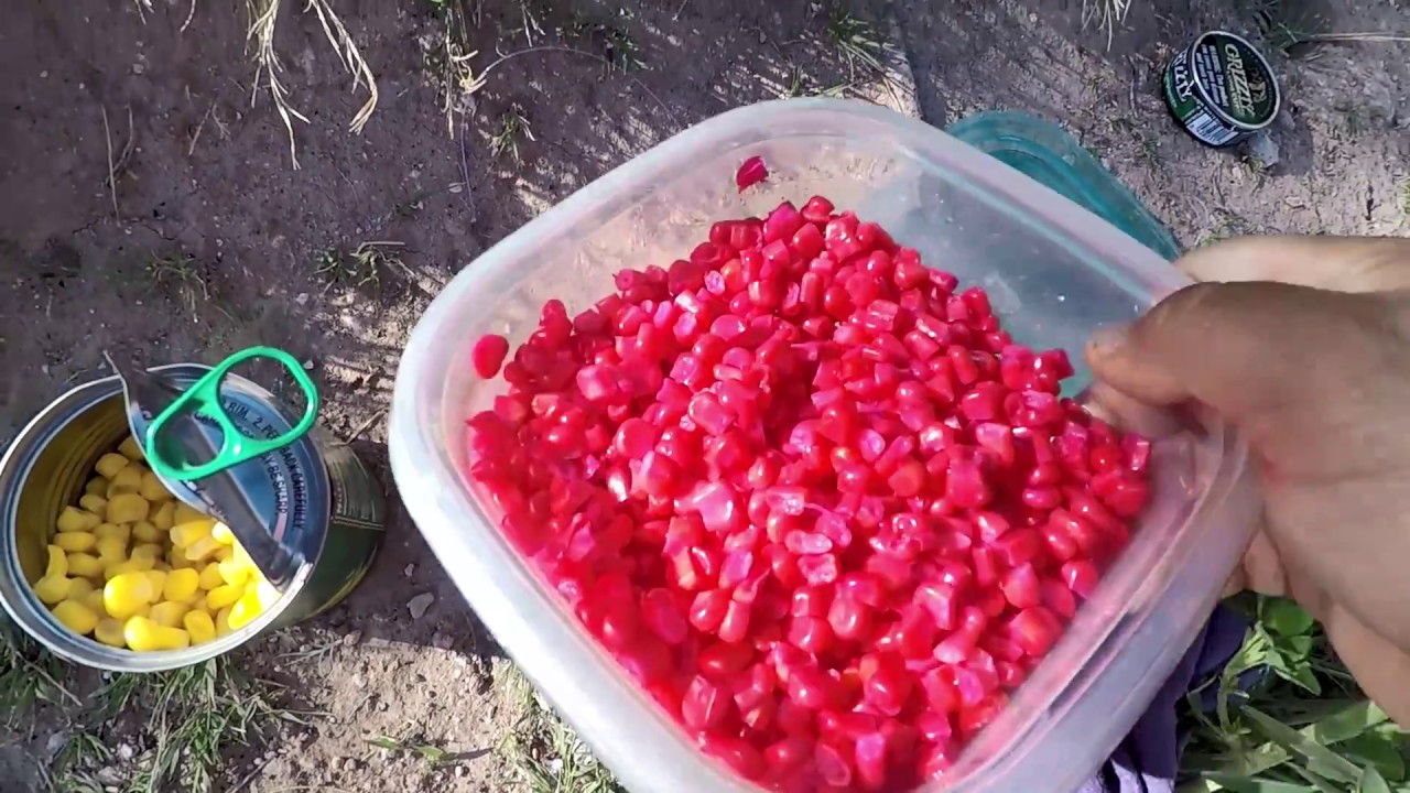 Killer Catfish Bait! Pink Korn YouTube