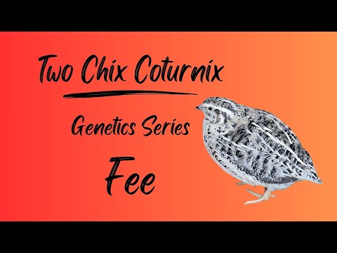Genetics series: Fee