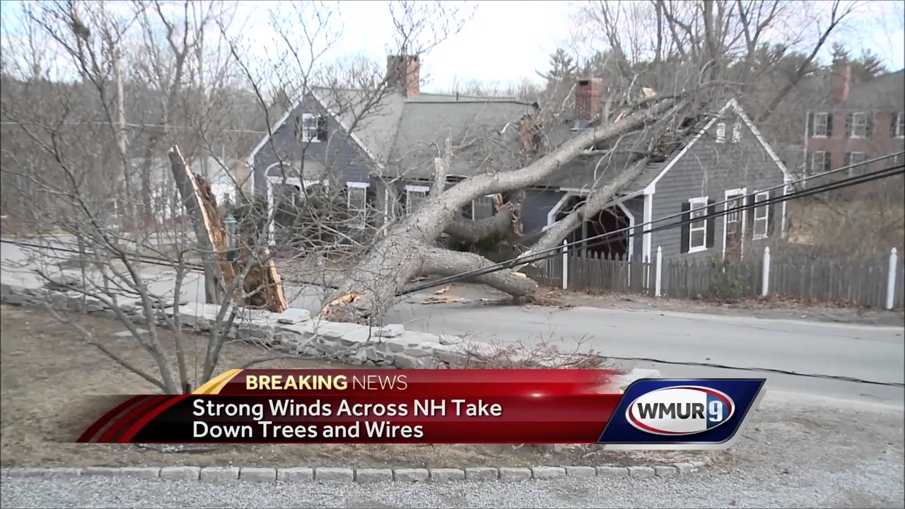 Trees knocked down by powerful winds YouTube