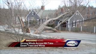 Trees knocked down by powerful winds