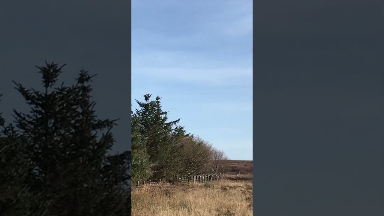 Relaxing tree tops and wild moorland