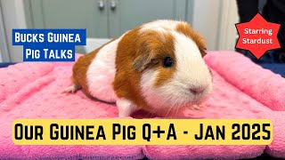JANUARY 2025 : Q&A about Our Guinea Pigs : We Answer All Your Questions!