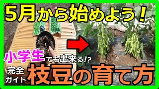 枝豆栽培に挑戦！初心者でもわかる種まきから収穫までのステップを解説！失敗しないコツも伝授します！