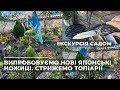 Випробовуємо нові японські ножиці. Стрижемо топіарії. Екскурсія садом.