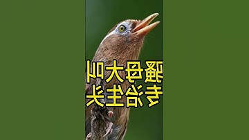 Thumbnail of Captivating Melodies of the Chinese Hwamei Bird | #HwameiBirdSongs #HwameiBirdAppeal...