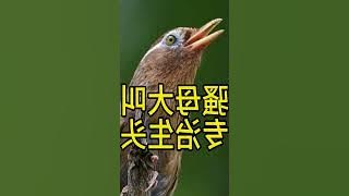 Captivating Melodies of the Chinese Hwamei Bird | #HwameiBirdSongs #HwameiBirdAppeal...