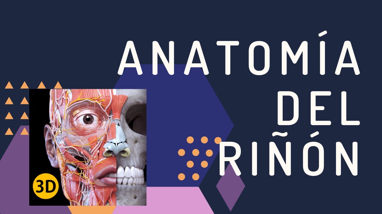 ANATOMÍA DEL RIÑON - 