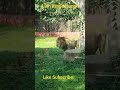 Lion King Of Jungle #