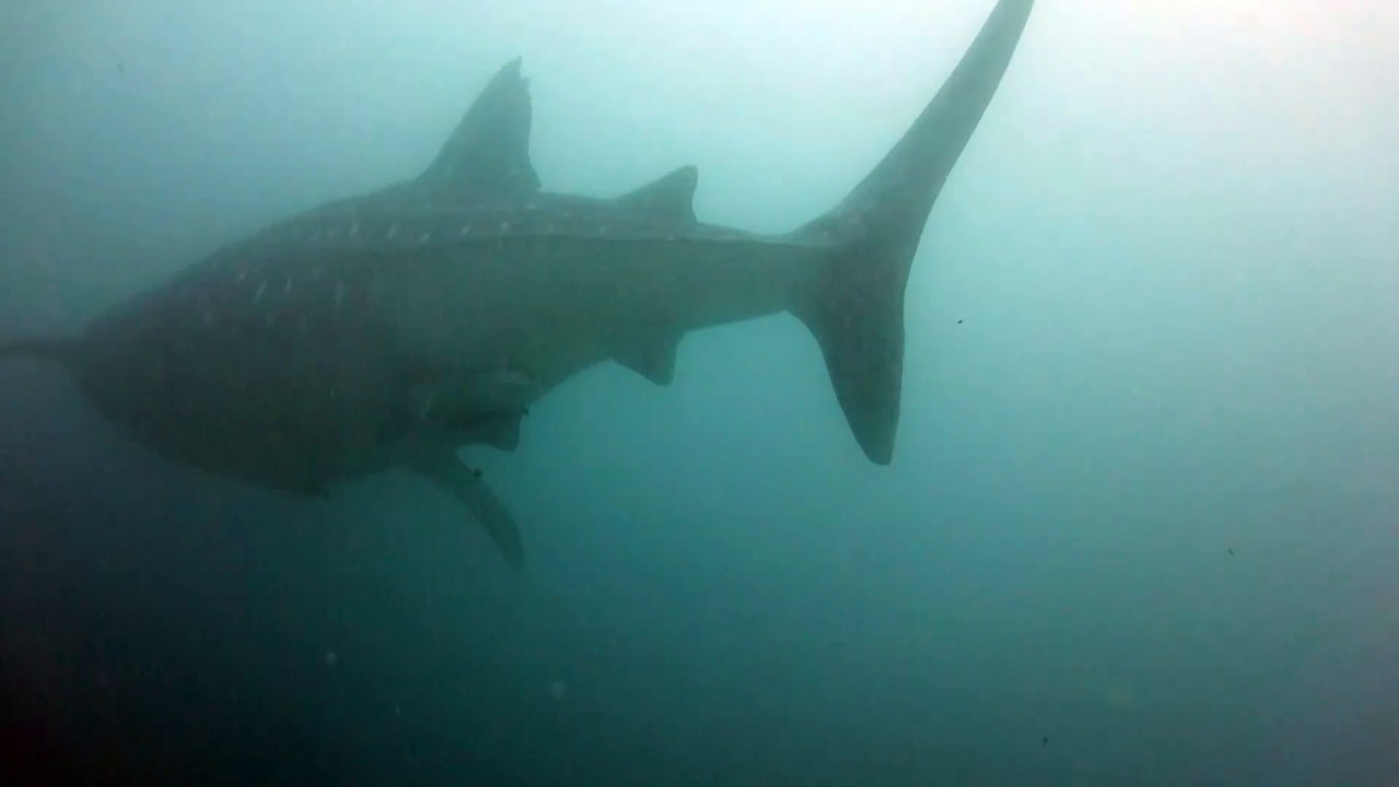 Donsol Whale Shark