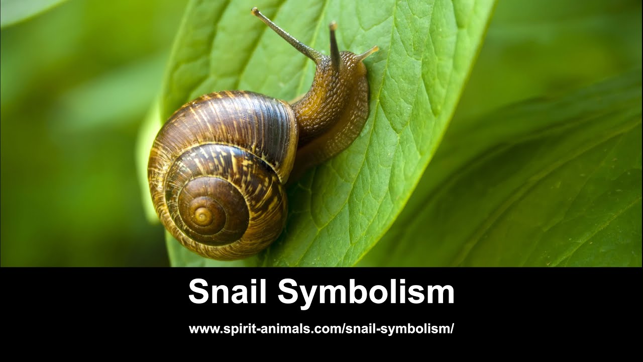 Snail Symbolism YouTube