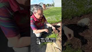 Herbs you might have in your yard: cleavers