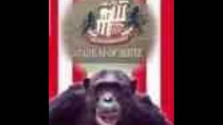 Dirty monkey mackems. #nufc #newcastleunited #beer #smb #newcastle #toon #football #