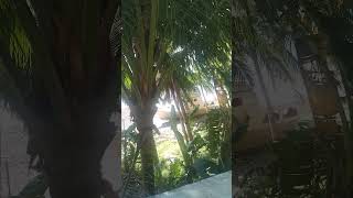 TABLAS ISLAND, ROMBLON