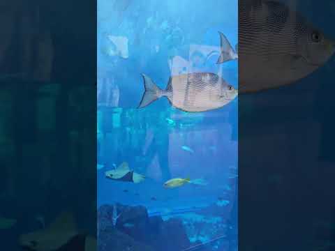 Dubai mall aquarium #youtubeshorts #shortsfeed #shorts
