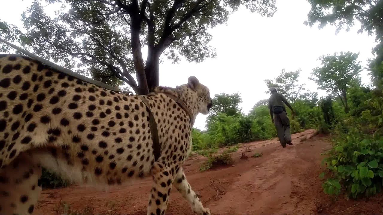 Walking The Cheetahs