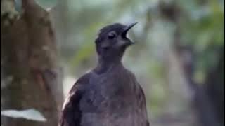 Lyrebird burung si master peniru suara