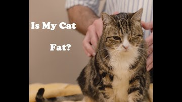 Is my cat fat?  Mr. Pirate and Clawdia demonstrate how to tell.