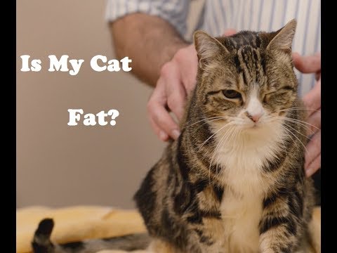 Video: What Is Normal Weight For A Cat