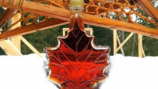 Making Maple Syrup- Tree, Tap, Sap, Syrup