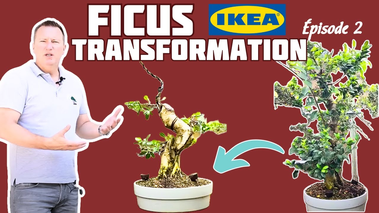 FICUS BONSAI - TRANSFORMATION DU FICUS IKEA - Partie 2 - 🌱 NEJIKAN ...