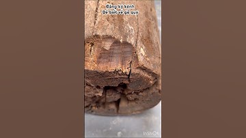 Cục gỗ trắc đen cực kỳ quý hiếm #vongtayphongthuygiakhiem #vongtaygosua #thamdinh #vongdeotay #vong