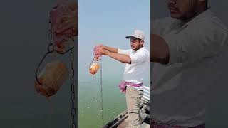 Download Lagu Unbelievable Fishing Skills Part 328 #Fishing #Shorts #FishingLife MP3