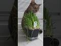 a Cat Chewing Grass! :p #pet #cat #ssamie #catgrass #home #toronto