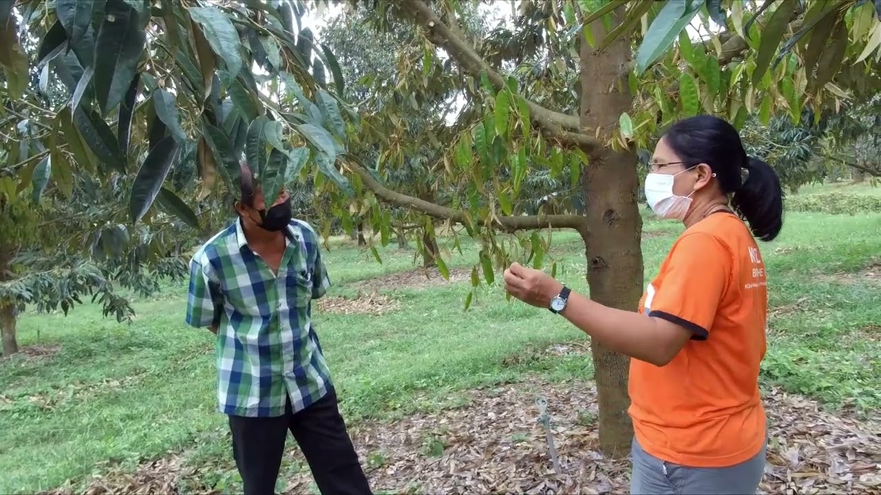 NR-EP30 คุยกับลุงนิรันดร์  เตรียมต้นเพื่อการผลิตฤดูกาลถัดไป ตัดแต่งกิ่ง ทรงพุ่ม ดูแลใบชุดแรก ดิน