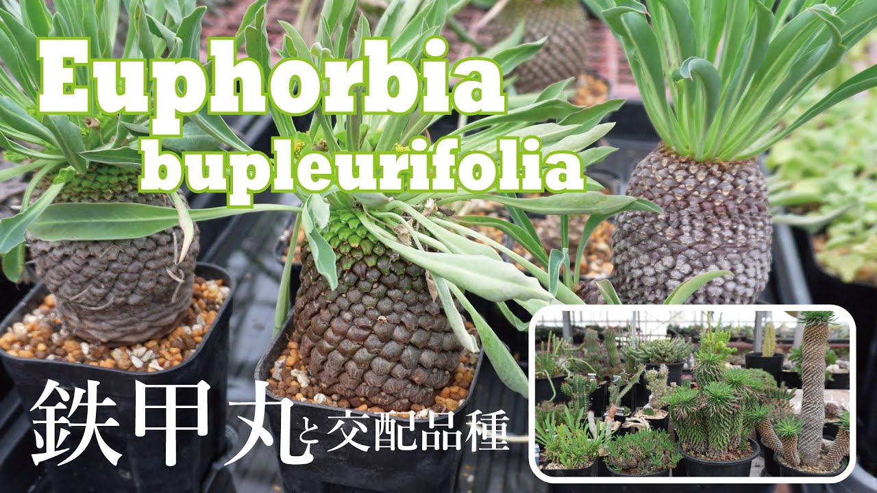 About Euphorbia bupleurifolia and its hybrid! Introducing the