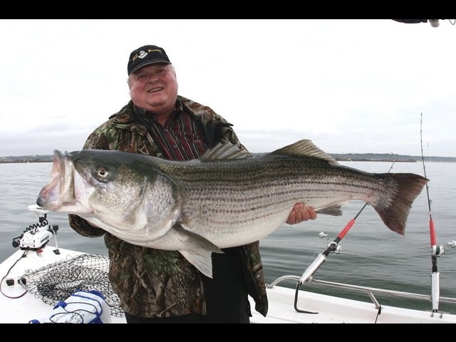 Striped bass, GIANT STRIPED BASS! ALL 50+ POUNDERS! -STRIPERS-Team Old  School 