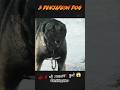दुनिया के माने जाने खतरनाक डॉग #pitbull #dogoargentino #doberman #kangal #dog