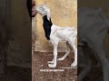 Credit : mouhamethlaminembaye #ladoum #dothingsyoudontwanttodo #goat #helpmemakethismakesense #cow