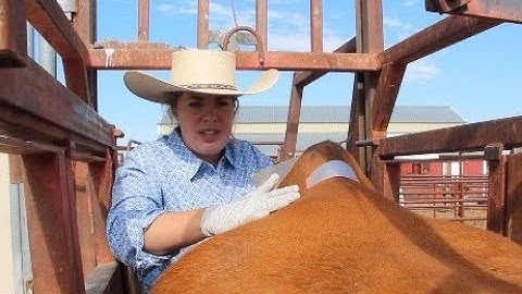 Word in the Herd - Estrotect Heat Detector Patches