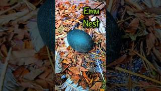 Emu Nest! Nido de Emu!#emu #saltybrood #puravidafarmstead #farmlife