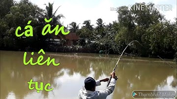 Câu cá tra nhánh sông vàm cỏ tây cá ăn liên tục