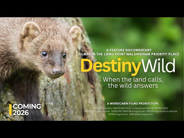 Destiny Wild | Nature Documentary Pre-Trailer