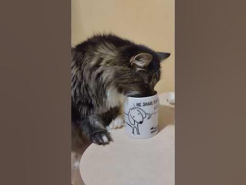 Кот Сёма по утрам пьёт чай😊 #кот #котики - YouTube
