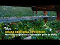 Hojas Bebé: Una Opción de Nutrición Orgánica para tu Dieta - TvAgro por Juan Gonzalo Angel