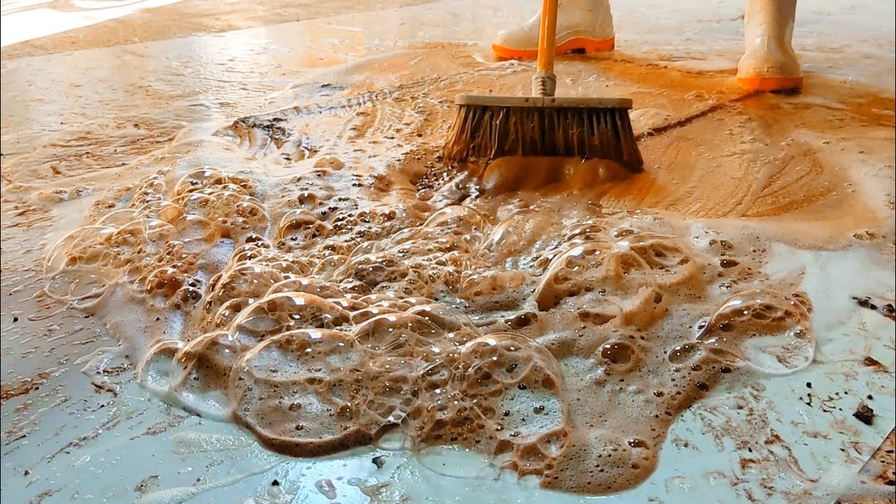 carpet cleaning ASMR It is very satisfying to cleaning the thickest