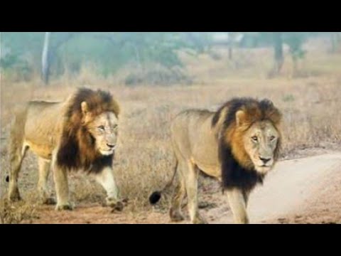Mighty Matimbas: One