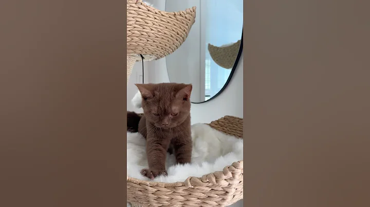 Video 11356781: meet british shorthair, cat kitten
