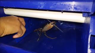 Step-by-Step Instruction on cleaning your crab house
