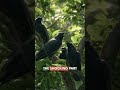 Crows Can Remember Your Face 😳